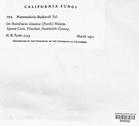 Nummularia bulliardi image